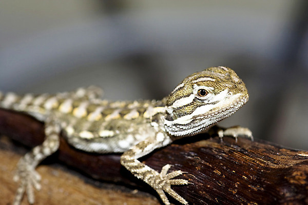 포토 JPG 해외이미지 동물 파충류 자연 생물 수염 사람없음 반려동물 사막 용 잡기 호주 만족 공룡 도마뱀 이구아나 기어가기 몬스터 발톱 이국적 집게발 해외202004 해외포토 감정 모션 발 오세아니아 생태계 파일형식 이미지허브