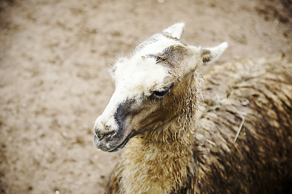 포토 JPG 해외이미지 동물 척추동물 공원 얼굴 야생동물 여행 농업 포유류 자연 휴가 서기 미소 사람없음 야외 농장 갈색 머리 미국 흰색 표현 모피 묘사 싱글 에콰도르 솜털 남쪽 아르헨티나 내추럴 양모 라마 볼리비아 알파카 잉카 페루 해외202004 해외포토 공공시설 산업 컬러 북아메리카 모션 표정 아메리카 신체부위 직물 남아메리카 방향 생태계 파일형식 이미지허브
