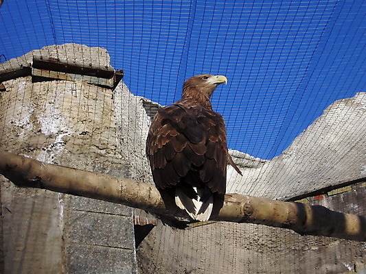 포토 JPG 해외이미지 동물 백그라운드 자연 조류 하늘 동물원 사람없음 파란색 힘 깃털 부리 통나무 독수리 육식동물 동물상 스텝 해외202004 해외포토 나무 컬러 조형물 생태계 파일형식 이미지허브