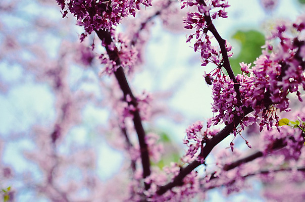 포토 JPG 해외이미지 나무 식물 계절 꽃 분홍색 백그라운드 꽃무늬 자연 하늘 사람없음 야외 장식 빨간색 파란색 컬러풀 햇빛 정원 맑음 보라색 봄 벚꽃 나뭇가지 신선 개화 자주색 사인 동쪽 내추럴 해외202004 해외포토 컬러 무늬 날씨 태양 방향 생태계 파일형식 이미지허브