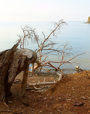포토 JPG 해외이미지 나무 모래 파도 바다 줄기 여행 자연 하늘 풍경 사람없음 목재 물 햇빛 침묵 소나무 가장자리 개 뿌리 멀리 깨짐 해외202004 해외포토 자연요소 식물 컨셉 재료 포유류 태양 소리 둘레 생태계 파일형식 이미지허브
