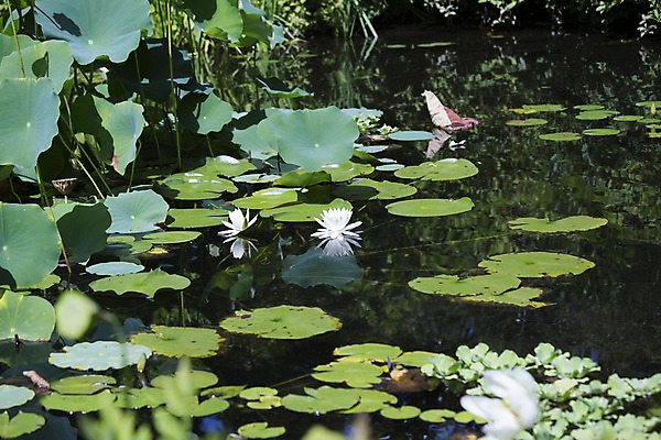 포토 JPG 해외이미지 식물 계절 꽃 아시아 호수 선 백그라운드 잎 자연 휴식 동양인 사람없음 야외 초록색 물 반사 정원 고요 봄 활발 들꽃 벚꽃 흰색 연못 신선 우아함 습지 허브 심볼 순수 명상 생물학 이국적 천진난만 해외202004 해외포토 자연요소 교육 나라 컬러 컨셉 인종 생태계 파일형식 이미지허브