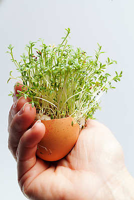 포토 JPG 해외이미지 식물 손 백그라운드 잎 자연 휴가 부활절 기념 사람없음 장식 초록색 갈색 계란 희망 봄 성장 껍질 흰색 화려 유머 아침식사 배열 심볼 원예 부화 해외202004 해외포토 계절 기념일 감정 컬러 컨셉 취미 신체부위 알 식사 생태계 파일형식 이미지허브