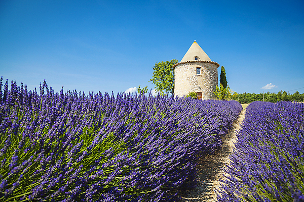 포토 JPG 해외이미지 식물 꽃 유럽 백그라운드 밭 농업 자연 하늘 풍경 사람없음 여름 컬러풀 보라색 프랑스 시골 제비꽃 향기 라벤더 내추럴 프로방스 해외202004 해외포토 계절 나라 산업 컬러 허브 생태계 냄새 파일형식 이미지허브
