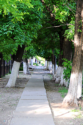 포토 JPG 해외이미지 나무 식물 계절 공원 도로 길 낙엽 잎 자연 거리 사람 풍경 사람없음 야외 가로 초록색 여름 빛 햇빛 태양 걷기 우주 환경 침묵 봄 활발 금지 보호 숲 오솔길 장면 지역 내추럴 삼림지대 현상 해외202004 해외포토 자연요소 공공시설 컬러 컨셉 교통시설 모션 소리 생태계 파일형식 이미지허브
