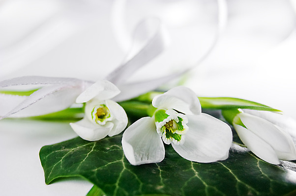 포토 JPG 해외이미지 식물 계절 꽃잎 꽃 백그라운드 잎 겨울 꽃무늬 자연 날씨 사람없음 초록색 벚꽃 흰색 신선 백합 고립 취급주의 헌병 해외202004 해외포토 컬러 무늬 경고 군인 생태계 파일형식 이미지허브