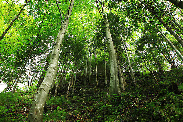 포토 JPG 해외이미지 나무 식물 공원 유럽 줄기 여행 잎 자연 휴가 독일 이끼 풍경 사람없음 야외 목재 초록색 여름 여행객 환경 나뭇가지 숲 땅 언덕 내추럴 강렬 인기 해외202004 해외포토 계절 공공시설 나라 컬러 재료 사람 생태계 파일형식 이미지허브