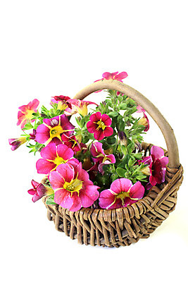 포토 JPG 해외이미지 식물 꽃 줄기 분홍색 백그라운드 자연 사람없음 장식 초록색 여름 컬러풀 노란색 가을 개화 원예 피튜니아 해외202004 해외포토 계절 컬러 취미 생태계 파일형식 이미지허브