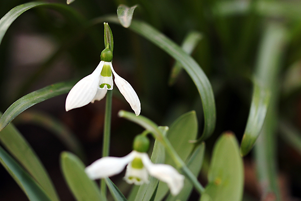포토 JPG 해외이미지 꽃잎 꽃 잎 사람없음 아웃포커스 스노드롭 해외202004 해외포토 식물 촬영기법 파일형식 이미지허브