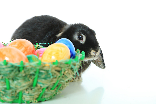 포토 JPG 해외이미지 동물 휴가 부활절 사람없음 장식 바구니 검은색 흰색 토끼 둥지 흰배경 부활절계란 고립 해외202004 해외포토 기념일 컬러 백그라운드 포유류 반려동물 계란 파일형식 이미지허브