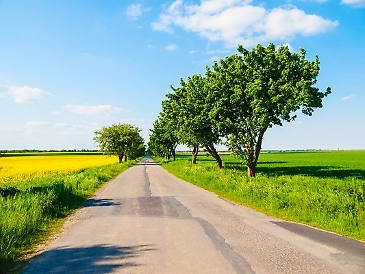 포토 JPG 해외이미지 나무 구름 실루엣 도로 길 여행 하늘색 밭 교통시설 자연 하늘 표면 아침 날씨 씨앗 풍경 사람없음 야외 초록색 여름 파란색 햇빛 노란색 환경 맑음 봄 운전 자유 시골 숲 아스팔트 속도 싱글 장면 체코 방법 카놀라 해외202004 해외포토 주간 자연요소 식물 계절 유럽 컬러 교통 컨셉 농업 모션 촬영기법 태양 시설 생태계 파일형식 이미지허브