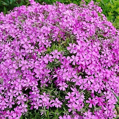 포토 JPG 해외이미지 식물 응시 계절 꽃잎 꽃 분홍색 꽃다발 백그라운드 자연 벽지 사람없음 여름 컬러풀 정원 벚꽃 침대 최고 신용카드 개화 만족 그림 질감 많음 해외202004 해외포토 시선 감정 컬러 가구 컨셉 금융 생태계 파일형식 이미지허브