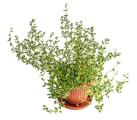 포토 JPG 해외이미지 식물 음식 백그라운드 사람없음 꼬리표 주방 정원 성장 흰색 신선 양념 이름 약초 냄비 허브 향료 고립 백리향 해외202004 해외포토 컬러 라벨 풀_식물 솥 향기 냄새 파일형식 이미지허브