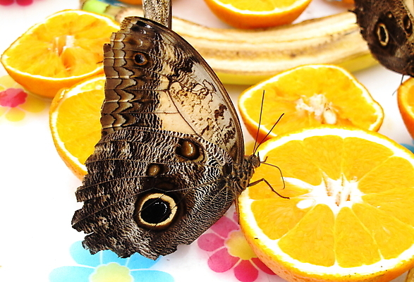 포토 JPG 해외이미지 동물 야생동물 곤충 패턴 날개 오렌지 과일 자연 사람없음 먹이 부엉이 나방 수유 해외202004 해외포토 무늬 조류 생태계 파일형식 이미지허브