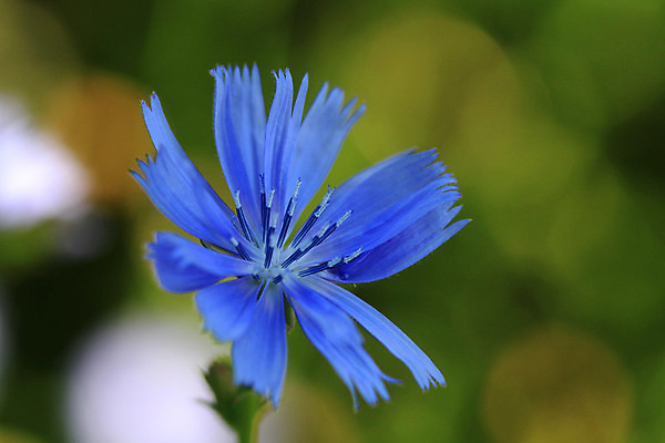 포토 JPG 해외이미지 식물 꽃 백그라운드 잎 사람없음 초록색 여름 파란색 신선 내추럴 해외202004 해외포토 계절 컬러 파일형식 이미지허브