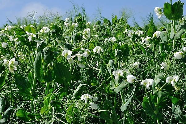포토 JPG 해외이미지 계절 꽃 잎 밭 농업 채소 풍경 사람없음 야외 봄 먹이 꼬투리 그리너리 해외202004 해외포토 식물 산업 파일형식 트랜드컬러 이미지허브