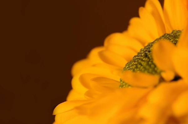 포토 JPG 해외이미지 식물 꽃잎 꽃 백그라운드 잎 꽃무늬 패턴 오렌지 자연 선물 사람없음 빨간색 초록색 여름 컬러풀 장미 노란색 정원 봄 활발 벚꽃 흰색 축하 신선 개화 꽃집 묘사 싱글 원예 질감 데이지 내추럴 고립 완전 해외202004 해외포토 계절 컬러 컨셉 무늬 과일 취미 상점 생태계 파일형식 이미지허브