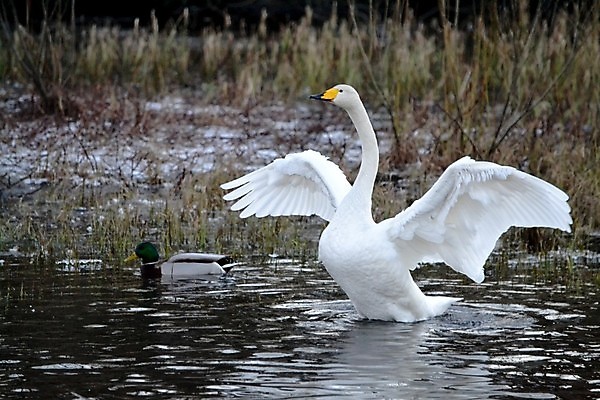 포토 JPG 해외이미지 사람없음 백조 해외202004 해외포토 조류 파일형식 이미지허브