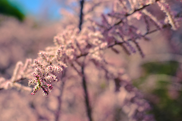 포토 JPG 해외이미지 나무 식물 계절 공원 꽃잎 꽃 분홍색 백그라운드 잎 꽃무늬 자연 하늘 추상 새로움 풍경 사람없음 야외 초록색 여름 파란색 컬러풀 태양 정원 봄 벚꽃 흰색 나뭇가지 신선 개화 관목 원예 질감 내추럴 고립 해외202004 해외포토 자연요소 공공시설 컬러 컨셉 무늬 취미 생태계 파일형식 이미지허브