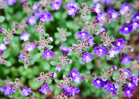 포토 JPG 해외이미지 식물 꽃 자연 사람없음 보라색 소프트포커스 작음 내추럴 해외202004 해외포토 컬러 촬영기법 크기 생태계 파일형식 이미지허브