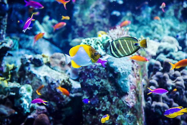 포토 JPG 해외이미지 야생동물 바다 학교 자연 선반 어류 풍경 사람없음 빨간색 물 정원 바닷속 수중 산호 큼 쇼핑몰 아래 다이빙 하와이 암초 수족관 폴리네시아 제비 석호 몰디브 스펀지 깊이 두바이 식민지 아랍어 이국적 생존 많음 해외202004 해외포토 자연요소 동물 교육 아시아 컬러 가구 컨셉 조류 수영 미국 수중동물 오세아니아 자포동물 크기 방향 생태계 위치 아랍에미리트 수중스포츠 파일형식 이미지허브