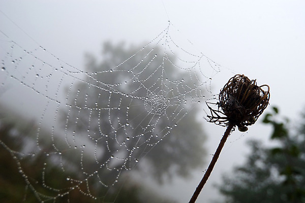 포토 JPG 해외이미지 나무 식물 곤충 아침 사람없음 야외 물 웹 침묵 안개 떨어짐 장면 해외202004 해외포토 주간 자연요소 동물 컨셉 인터넷 날씨 소리 파일형식 이미지허브