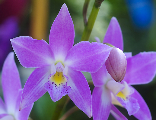 포토 JPG 해외이미지 식물 꽃 분홍색 자연 사람없음 정원 흰색 난초 원예 해외202004 해외포토 컬러 취미 생태계 파일형식 이미지허브