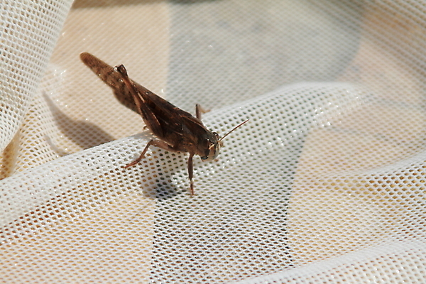 포토 JPG 해외이미지 곤충 날개 자연 안테나 사람없음 여름 그물 메뚜기 해외202004 해외포토 동물 계절 통신 생태계 파일형식 이미지허브