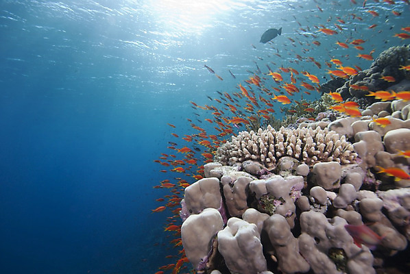 포토 JPG 해외이미지 바다 로우앵글 어류 사람없음 가로 컬러풀 햇빛 태양 수중 활발 금붕어 카피스페이스 해외202004 해외포토 자연요소 뷰포인트 컬러 컨셉 수중동물 공백 파일형식 이미지허브