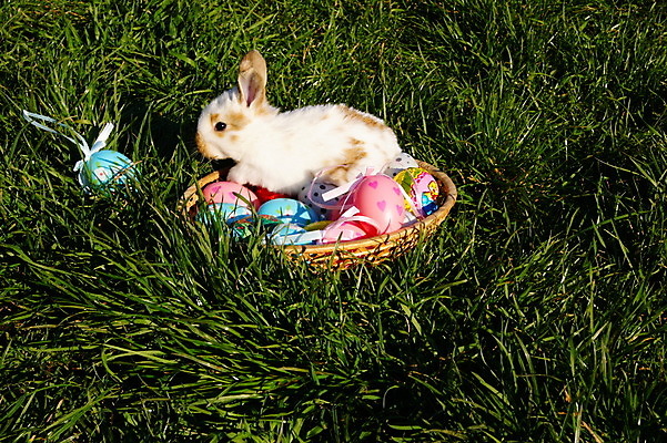포토 JPG 해외이미지 동물 전통 계절 어린이 컨셉 자연 휴가 부활절 사람없음 초록색 컬러풀 계란 축제 봄 축하 토끼 4월 사냥 내추럴 해외202004 해외포토 기념일 컬러 포유류 사람 반려동물 알 날짜 생태계 파일형식 이미지허브