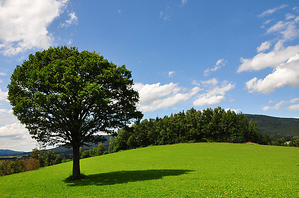 포토 JPG 해외이미지 나무 구름 낙엽 농업 자연 하늘 산 풍경 사람없음 여름 파란색 하트 시골 클로버 해외202004 해외포토 자연요소 모양 식물 계절 산업 컬러 잎 생태계 파일형식 이미지허브