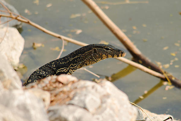 포토 JPG 해외이미지 나무 동물 척추동물 1 응시 야생동물 모래 백그라운드 잎 파충류 자연 건조 이집트 저울 사람없음 초록색 물 모래사장 컬러풀 갈색 머리 환경 모니터 사막 바위 흰색 용 만 뜨거움 입 가시 닫기 숲 열대우림 도마뱀 내추럴 고립 땅바닥 해외202004 해외포토 자연요소 식물 시선 바다 컬러 모션 아프리카 바닥 신체부위 컴퓨터 돌_바위 생태계 파일형식 이미지허브