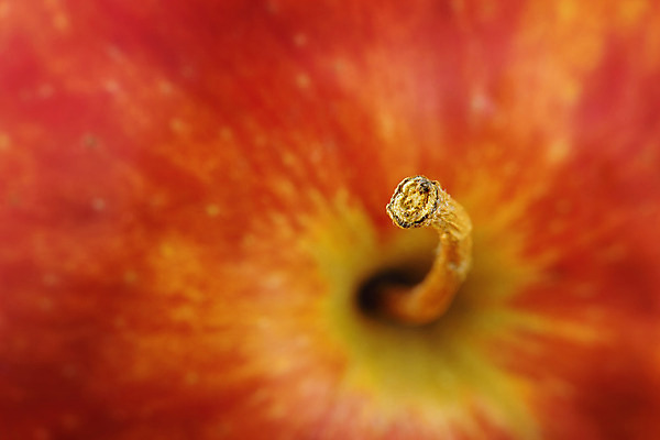 포토 JPG 해외이미지 음식 줄기 다이어트 과일 건강 사람없음 빨간색 초록색 신선 사과 싱글 유기농 내추럴 비건 해외202004 해외포토 식물 웰빙 컬러 채식주의자 파일형식 이미지허브