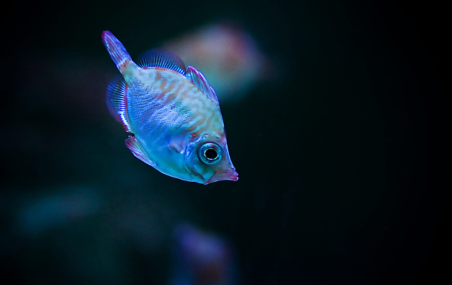 포토 JPG 해외이미지 동물 야생동물 바다 패턴 자연 낚시 생물 어류 사람없음 장식 초록색 물 파란색 컬러풀 갈색 수중 수영 신선 잡기 숲 해산물 금붕어 날것 지느러미 수족관 깊이 동물상 민물 이국적 해외202004 해외포토 자연요소 컬러 무늬 모션 레저 조형물 수중동물 수상스포츠 생태계 파일형식 이미지허브