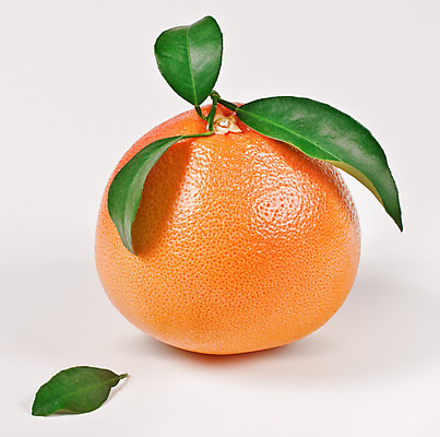 포토 JPG 해외이미지 음식 분홍색 오렌지 과일 부분 귤 건강 사람없음 빨간색 초록색 농작물 노란색 흰색 나뭇가지 신선 그룹 먹기 오브젝트 고립 숙성 채식주의자 해외202004 해외포토 나무 컬러 농업 모션 채식 파일형식 이미지허브