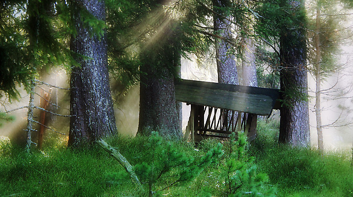 포토 JPG 해외이미지 나무 식물 동물 계절 야생동물 음식 잎 다이어트 자연 지붕 사슴 사람없음 야외 목재 초록색 맑음 봄 가을 게임 볏짚 주식 숲 먹이 역동적 수납 밀짚 내추럴 수유 신발장 몽환 생존 해외202004 해외포토 컬러 컨셉 재료 포유류 놀이 날씨 건강 금융 짚 생태계 파일형식 이미지허브