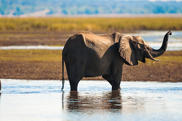 포토 JPG 해외이미지 동물 공원 음료 밭 가족 아프리카 자연 코끼리 수영장 사람없음 물 강 산책 마시기 흰색 아기 핥기 빨다 씻기 작음 불기 당구 사파리 에코 주둥이 남쪽 내추럴 송아지 깊이 전국 타격 해외202004 해외포토 자연요소 공공시설 나라 새끼 컬러 농업 포유류 관계 모션 휴식 사람 구기 환경 청결 소 크기 방향 생태계 파일형식 이미지허브