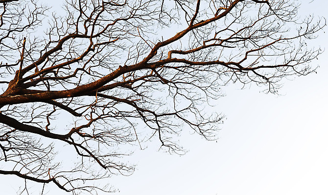 포토 JPG 해외이미지 모양 나무 구름 계절 실루엣 유럽 겨울 농업 자연 하늘 아침 풍경 사람없음 야외 파란색 태양 일출 이탈리아 새벽 나뭇가지 분위기 숲 신비 무서움 과수원 문학 밭일 벌거벗은 수평선 세련 해외202004 해외포토 주간 자연요소 식물 감정 나라 산업 컬러 컨셉 촬영기법 노을 생태계 파일형식 이미지허브