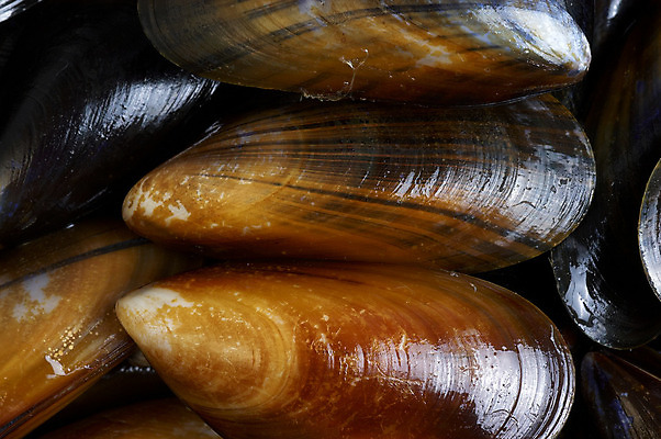 포토 JPG 해외이미지 조개 어류 요리 사람없음 먹기 해산물 홍합 성분 해외202004 해외포토 모션 어패류 수중동물 파일형식 이미지허브