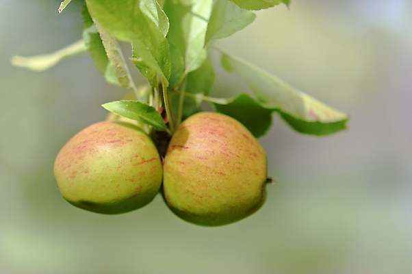 포토 JPG 해외이미지 나무 식물 계절 음식 백그라운드 잎 2 농업 과일 자연 매달리기 건강 사람없음 야외 빨간색 초록색 여름 파란색 농장 정원 수확 성장 가을 나뭇가지 시골 신선 닫기 달콤 사과 큼 과수원 다발 묘사 유기농 내추럴 숙성 해외202004 해외포토 웰빙 산업 컬러 모션 맛 크기 생태계 파일형식 이미지허브