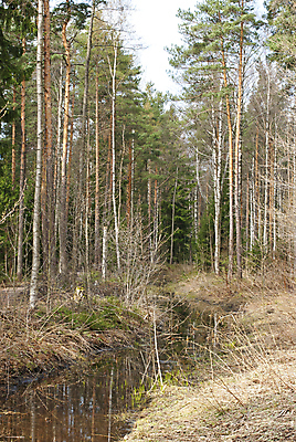 포토 JPG 해외이미지 나무 식물 계절 공원 도로 호수 잎 자연 하늘 아침 풍경 사람없음 야외 목재 물 빛 갈색 노란색 환경 맑음 페인트 봄 새벽 숲 장면 내추럴 옛날 해외202004 해외포토 주간 자연요소 공공시설 길 컬러 재료 교통시설 날씨 생태계 파일형식 이미지허브