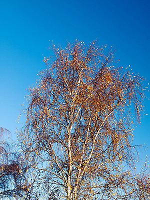 포토 JPG 해외이미지 나무 식물 1 계절 공원 줄기 백그라운드 잎 밭 자연 하늘 날씨 건조 풍경 사람없음 야외 목재 초록색 여름 파란색 빛 갈색 노란색 우주 맑음 가을 나뭇가지 숲 큼 허브 오브젝트 싱글 유기농 장면 나무껍질 미루나무 옛날 해외202004 해외포토 웰빙 공공시설 컬러 농업 재료 껍질 크기 생태계 파일형식 이미지허브