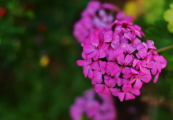포토 JPG 해외이미지 식물 꽃잎 꽃 꽃다발 백그라운드 잎 꽃무늬 자연 양파 사람없음 야외 장식 정원 보라색 봄 성장 벚꽃 나뭇가지 개화 다발 제비꽃 묘사 원예 라일락 내추럴 고립 해외202004 해외포토 나무 계절 컬러 무늬 채소 취미 생태계 파일형식 이미지허브