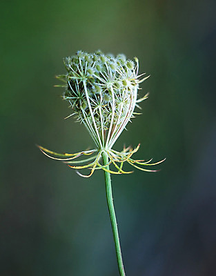 포토 JPG 해외이미지 식물 꽃 백그라운드 밭 농업 자연 건조 씨앗 사람없음 초록색 농작물 갈색 노란색 성장 흰색 황금 닫기 묘사 질감 날카로움 해외202004 해외포토 산업 컬러 모션 생태계 파일형식 이미지허브