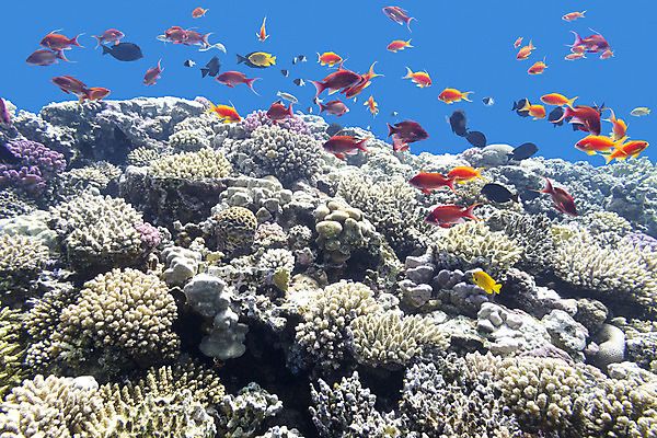 포토 JPG 해외이미지 동물 야생동물 바다 학교 아프리카 자연 이집트 어류 풍경 사람없음 물 파란색 컬러풀 햇빛 바닷속 수중 스노클링 호주 잠수부 생태계 다이빙 인도네시아 수족관 홍해 몰디브 카리브해 깊이 소금물 해외202004 해외포토 자연요소 교육 나라 아시아 컬러 태양 수영 수중동물 수상스포츠 오세아니아 전문직 수중스포츠 파일형식 이미지허브