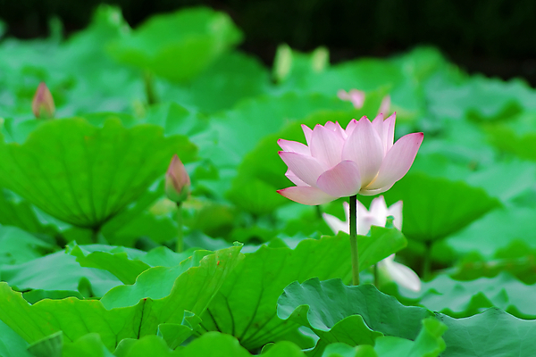 포토 JPG 해외이미지 사람없음 눈송이 감사 해외202004 해외포토 감정 눈_날씨 파일형식 이미지허브