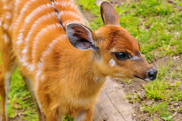 포토 JPG 해외이미지 동물 1 공원 아시아 얼굴 야생동물 음식 잎 포유류 아프리카 자연 털 사람없음 야외 목재 갈색 아기 군중 숲 방목 영양 케냐 내추럴 싱가폴 동물상 아기사슴 암사슴 우간다 잠비아 카메룬 탄자니아 해외202004 해외포토 나무 식물 공공시설 나라 새끼 컬러 재료 사슴 사람 신체부위 조형물 축산업 암컷 생태계 파일형식 이미지허브