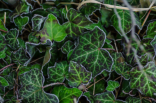 포토 JPG 해외이미지 나무 식물 손 꽃 지구 어린이 백그라운드 잎 꽃무늬 농업 자연 새로움 선물 씨앗 사람 사람없음 초록색 컬러풀 새싹 환경 정원 봄 성장 보호 보석 원예 먼지 돌봄 땅바닥 모종 생태학 처음 해외202004 해외포토 계절 교육 산업 컬러 컨셉 무늬 모션 바닥 취미 신체부위 광석 생태계 파일형식 이미지허브