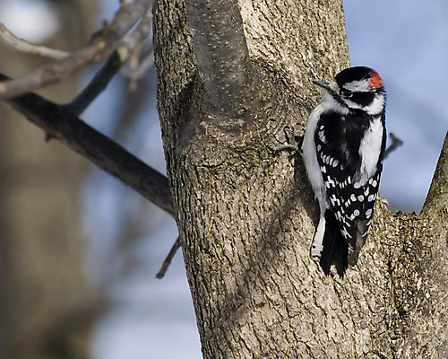 포토 JPG 해외이미지 나무 야생동물 자연 조류 사람없음 야외 숲 해외202004 해외포토 식물 동물 생태계 파일형식 이미지허브