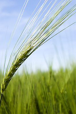 포토 JPG 해외이미지 식물 구름 계절 음식 빵 백그라운드 잎 밭 농업 자연 하늘 옥수수 씨앗 풍경 사람없음 초록색 여름 파란색 태양 농장 노란색 우주 환경 봄 수확 시골 신선 닫기 낟알 시리얼 밀 보리 장면 내추럴 밭일 해외202004 해외포토 자연요소 산업 컬러 모션 곡류 생태계 파일형식 이미지허브